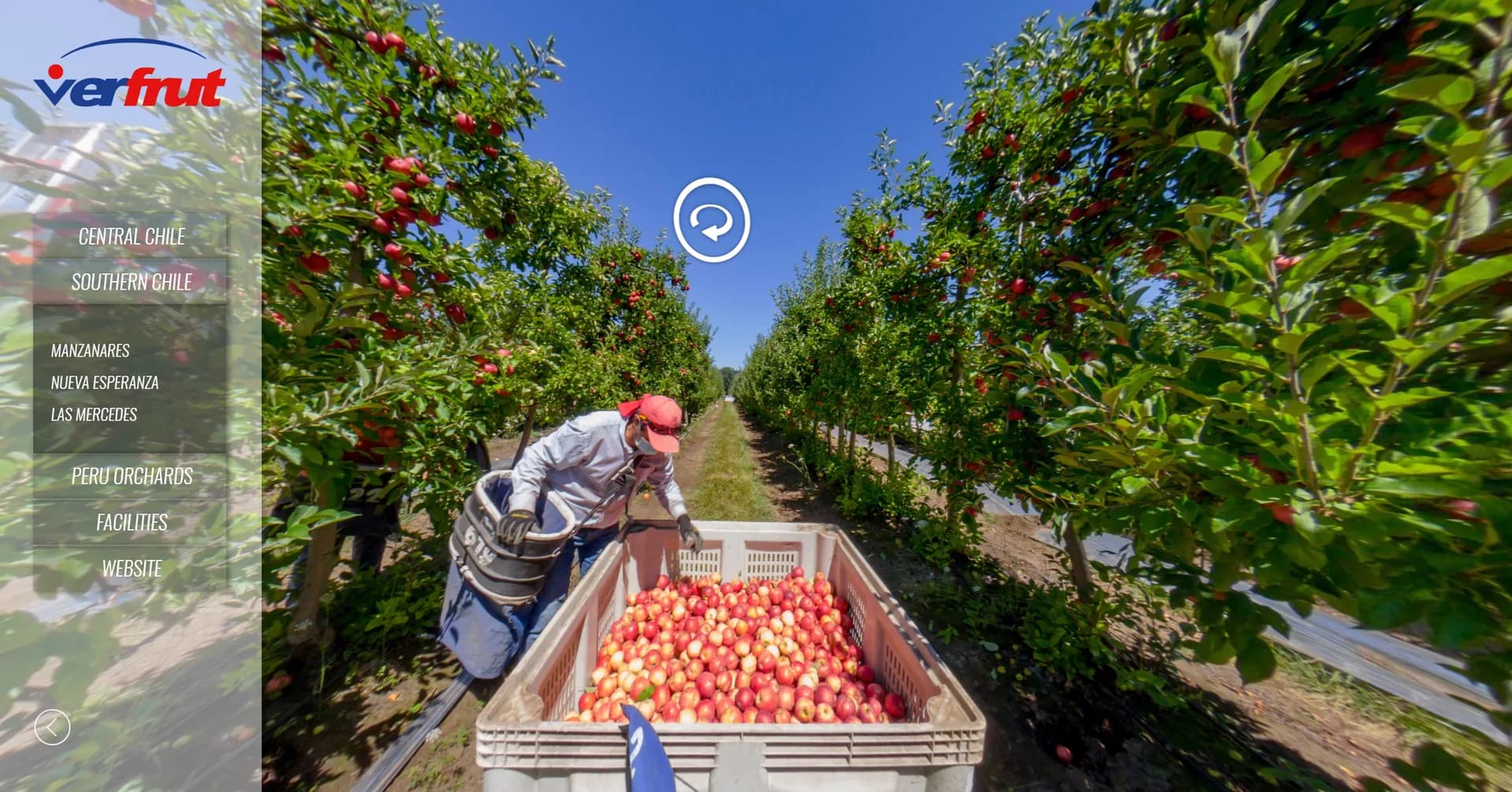 Vista inmersiva del recorrido virtual 360° de Verfrut durante una cosecha de manzanas.